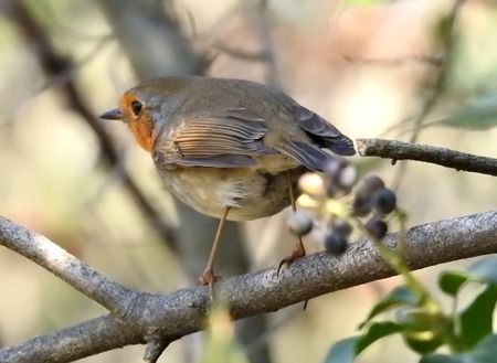 Pettirosso  - Tiziana Ciaghi