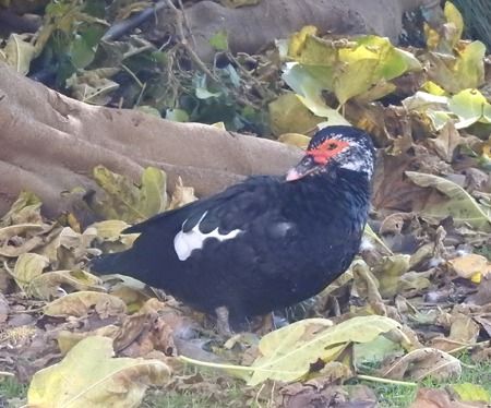 Anatra muta  - Tiziana Ciaghi