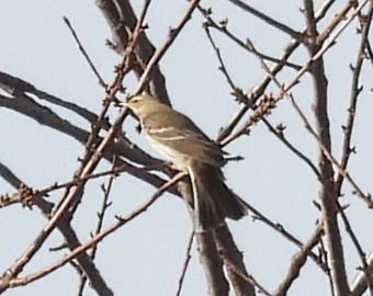 Spioncello  - Tiziana Ciaghi