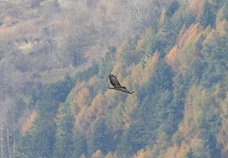 Poiana  - Tiziana Ciaghi