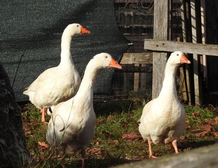 Oca domestica  - Tiziana Ciaghi