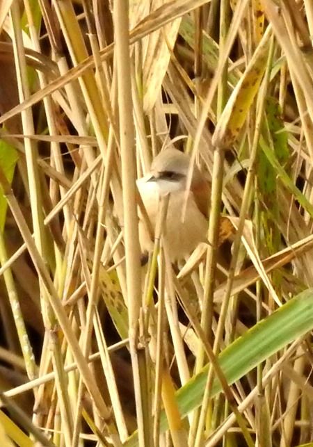 Pendolino  - Tiziana Ciaghi