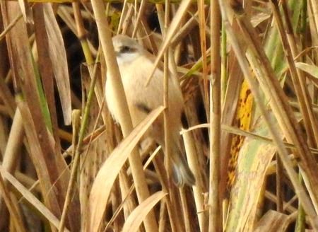 Pendolino  - Tiziana Ciaghi