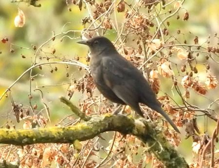 Merlo  - Tiziana Ciaghi