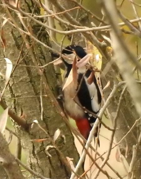 Picchio rosso maggiore  - Tiziana Ciaghi