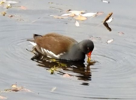 Gallinella d'acqua  - Tiziana Ciaghi