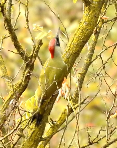 Picchio verde  - Tiziana Ciaghi