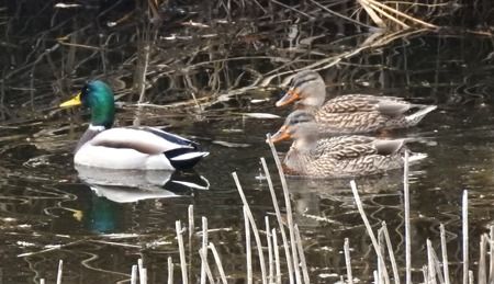 Germano reale  - Tiziana Ciaghi