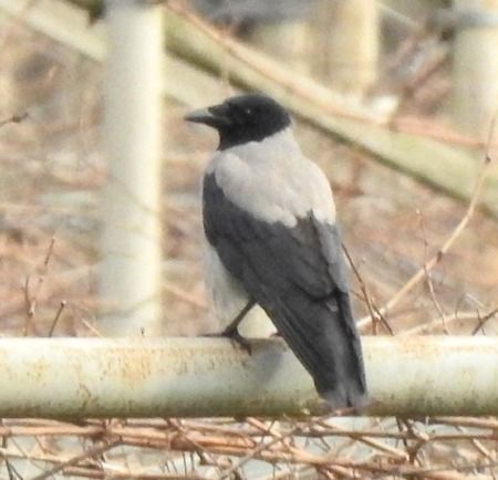 Cornacchia grigia  - Tiziana Ciaghi