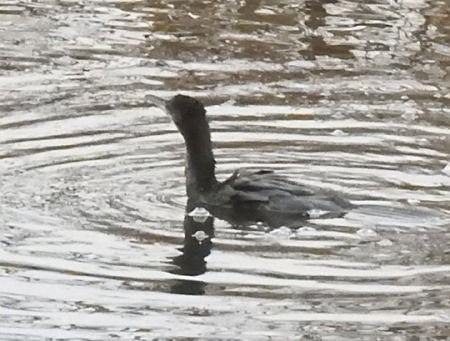 Marangone minore  - Tiziana Ciaghi