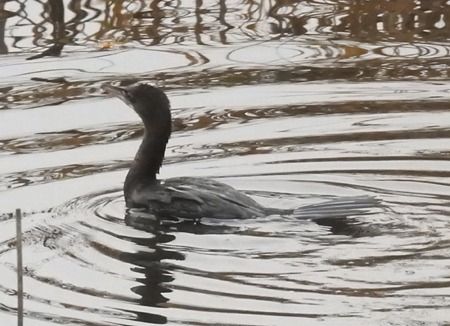 Marangone minore  - Tiziana Ciaghi