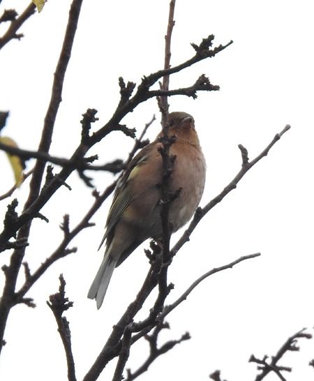 Fringuello  - Tiziana Ciaghi