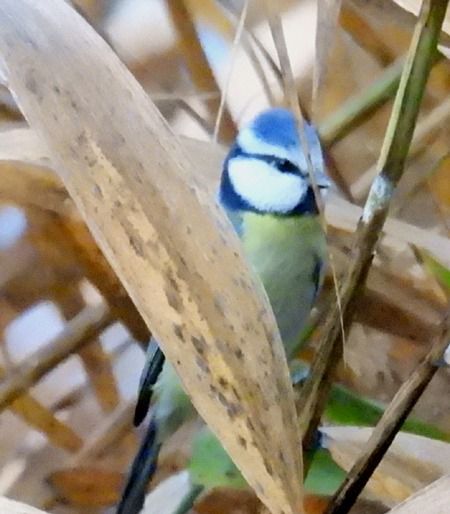 Cinciarella  - Tiziana Ciaghi