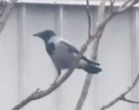 Cornacchia grigia  - Tiziana Ciaghi