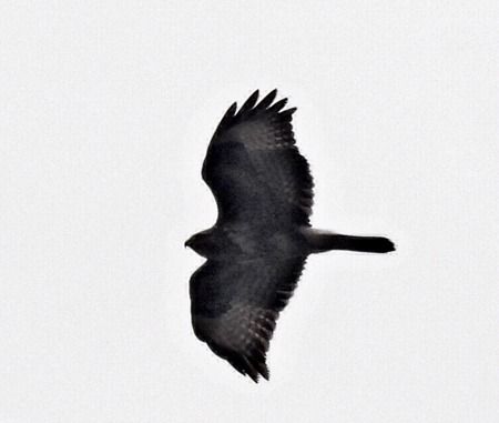 Poiana  - Tiziana Ciaghi