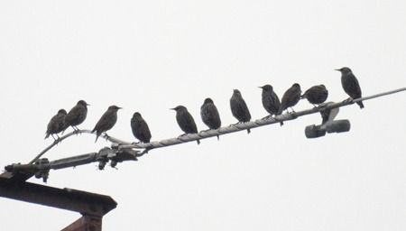 Storno  - Tiziana Ciaghi