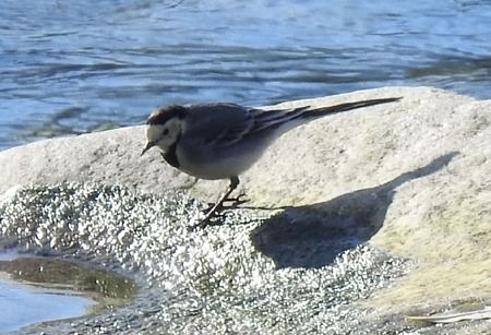 Ballerina bianca  - Tiziana Ciaghi