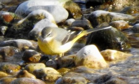 Ballerina gialla  - Tiziana Ciaghi