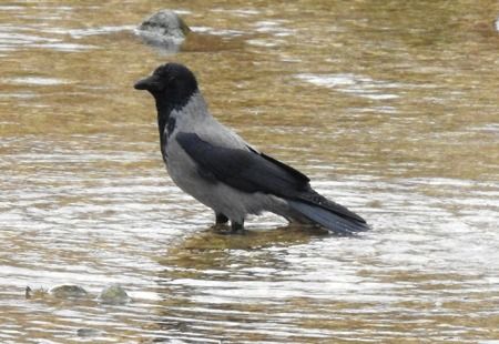 Cornacchia grigia  - Tiziana Ciaghi