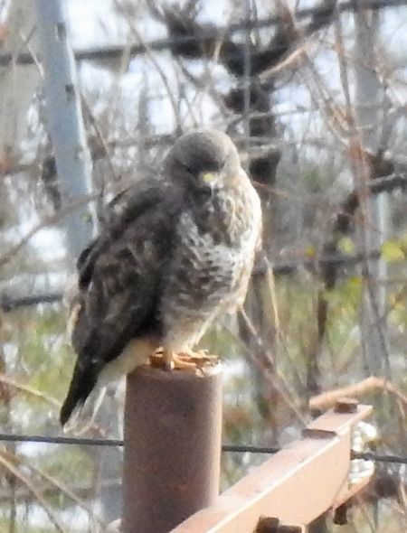 Poiana  - Tiziana Ciaghi