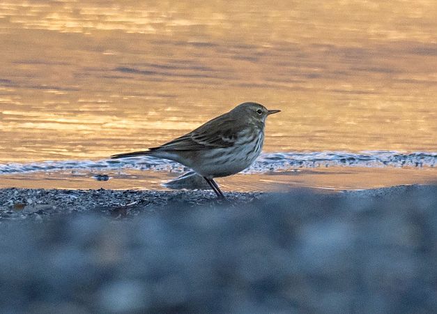 Spioncello  - Roberto Brembilla