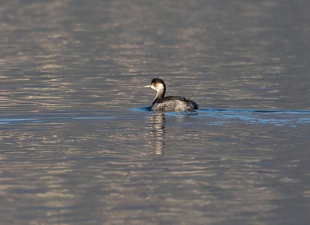 Grèbe à cou noir  - Roberto Brembilla