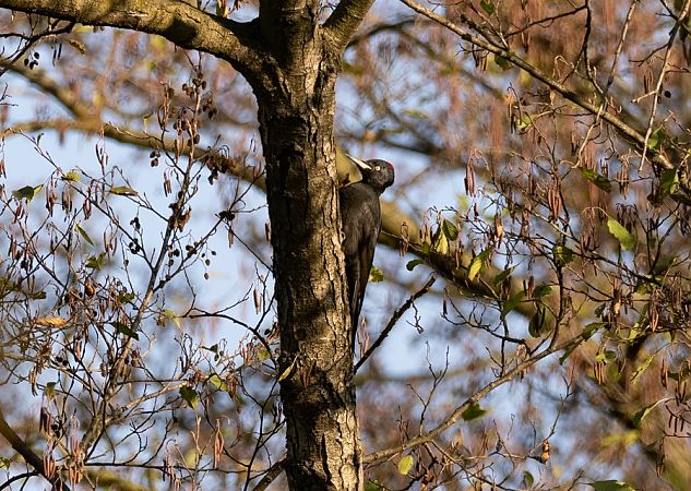 Picchio nero  - Roberto Brembilla