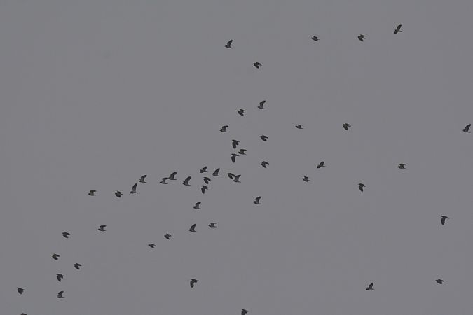 Pavoncella  - Simona Corbellini