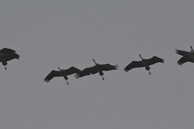 Gru  - Simona Corbellini