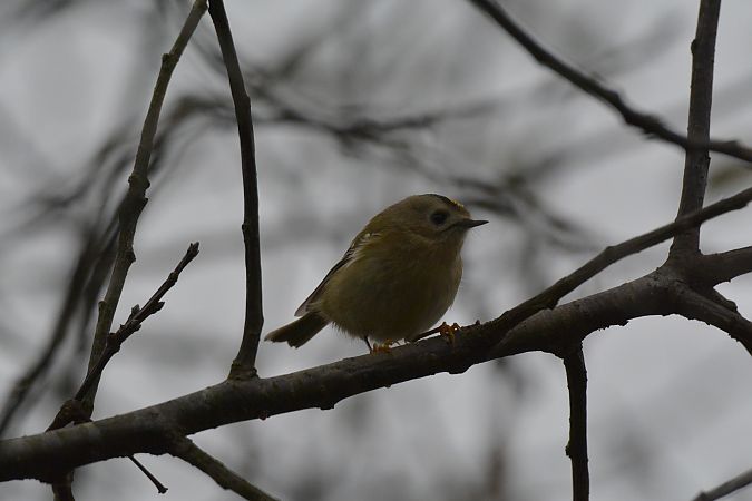 Regolo  - Simona Corbellini
