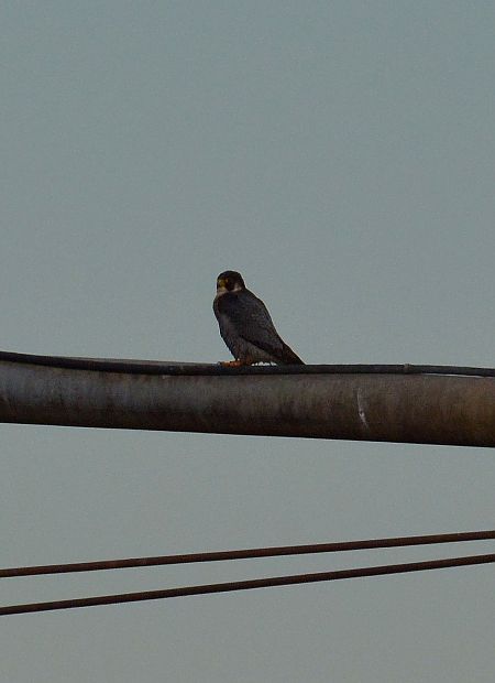 Falco pellegrino  - Simona Corbellini