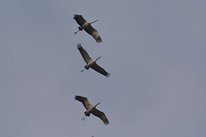 Gru  - Simona Corbellini