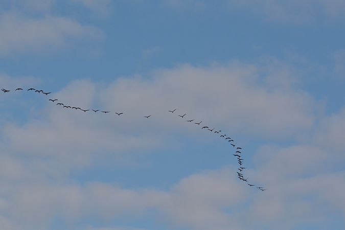 Gru  - Simona Corbellini