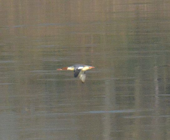 Smergo maggiore  - Simona Corbellini