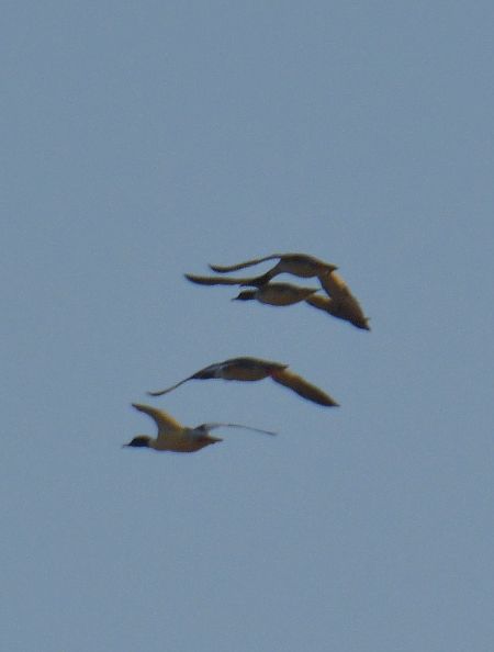 Smergo maggiore  - Simona Corbellini