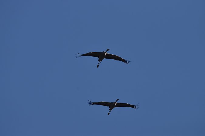 Gru  - Simona Corbellini