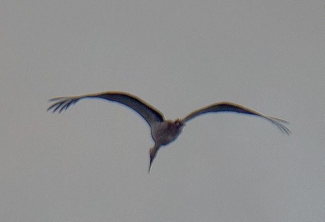 Cicogna bianca  - Simona Corbellini