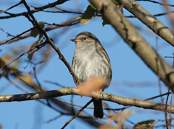 Passera scopaiola  - Alberto Calcaterra