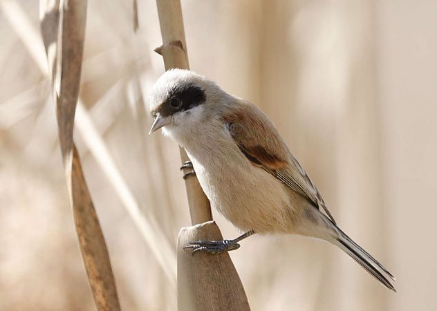 Beutelmeise  - Alberto Calcaterra