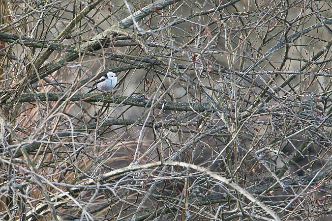 Codibugnolo testabianca  - Nicola Marchioli