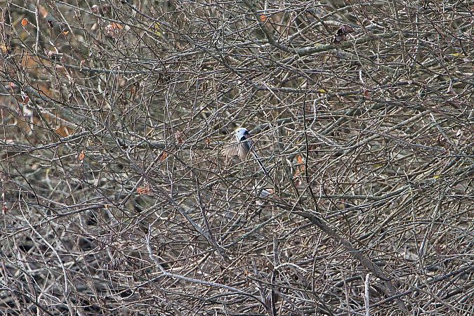 Codibugnolo testabianca  - Nicola Marchioli