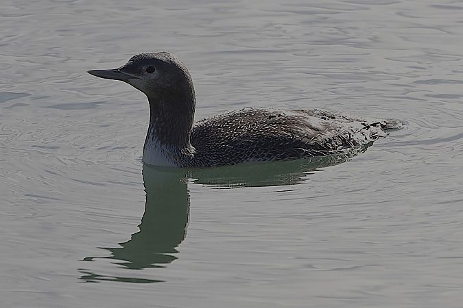 Strolaga minore  - Francesco Marescotti