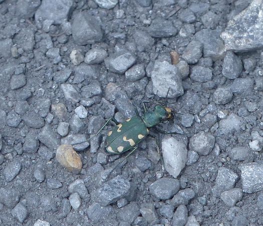 Coleoptera sp.  - Jean-Marc Villalard