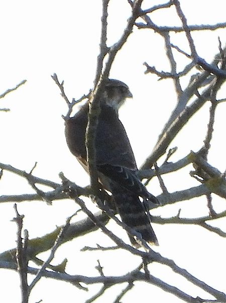 Smeriglio  - Matteo Faggi