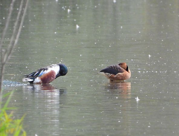 Dendrocigna fulva  - Matteo Faggi