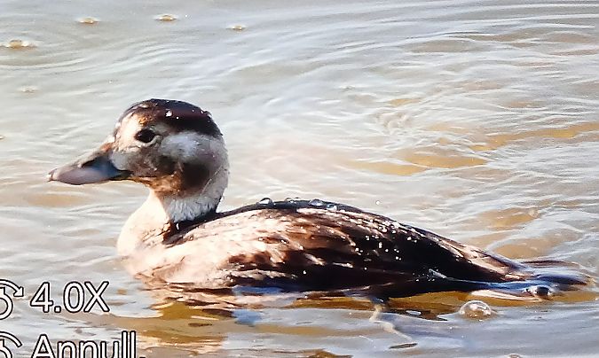 Moretta codona  - Matteo Faggi
