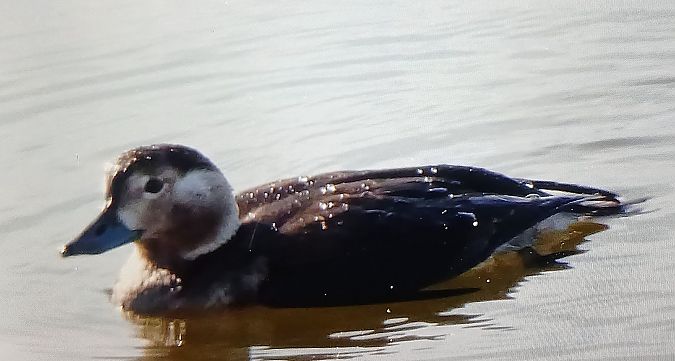 Moretta codona  - Matteo Faggi