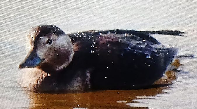 Moretta codona  - Matteo Faggi