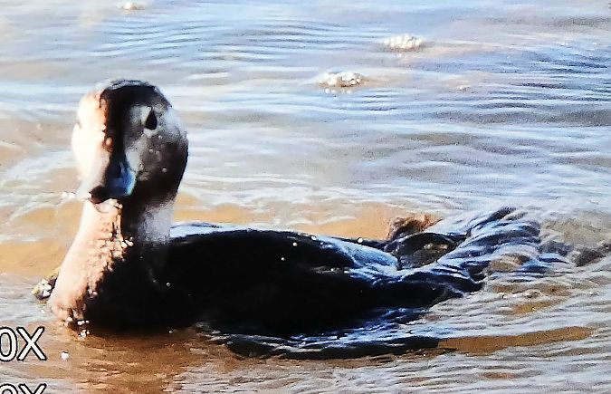 Moretta codona  - Matteo Faggi