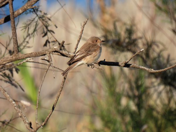 Pigliamosche mediterraneo  - Dario Salemi